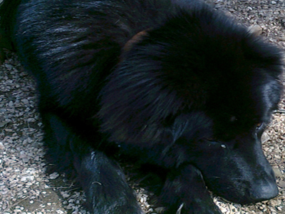 Βρέθηκε αρσενικό ημίαιμο βελγικό λυκόσκυλο