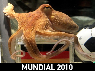 Χταπόδι προβλέπει τον νικητή του Mundial!