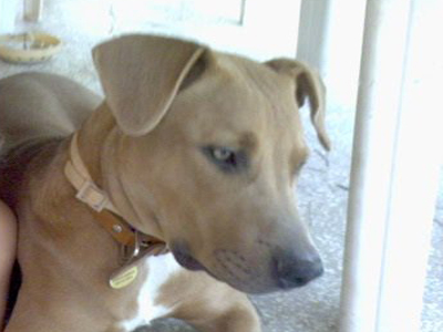 Εξαφανίστηκε από το Μπουρνάζι‏