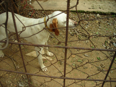 Βρήκαμε την… ποϊντερούλα!