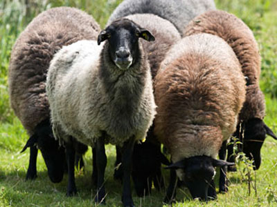 Του έκλεψαν 59 πρόβατα