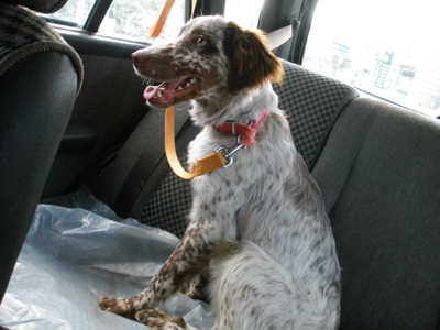 Βρέθηκε καθαρόαιμο θηλυκό σέτερ στον Άλιμο