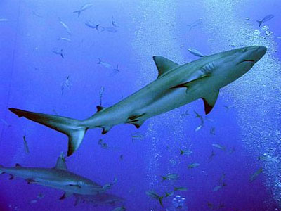 Εξολόθρευσαν 280.000 καρχαρίες