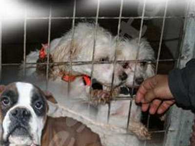 Στις 30 Μαρτίου η δίκη για το εκτροφείο – κολαστήριο του Αλεποχωρίου