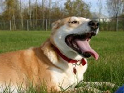 Βρέθηκαν τα αρχαιότερα οστά σκύλου