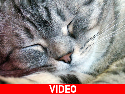 Του γάτου του πολλά βαρύ μην του μιλάτε το πρωί…