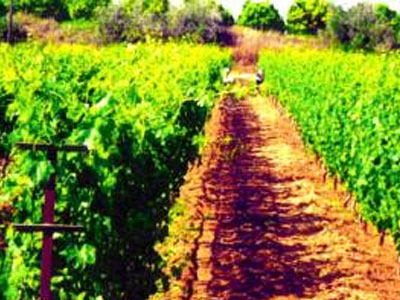 Χαμηλές τιμές φέτος για τη σουλτανίνα