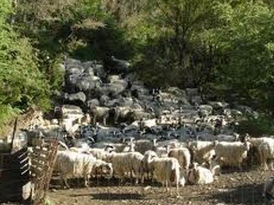 Δηλητηρίασαν τα ζώα κτηνοτρόφου