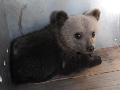 Ορφανό αρκουδάκι βρέθηκε στην Καστοριά‏