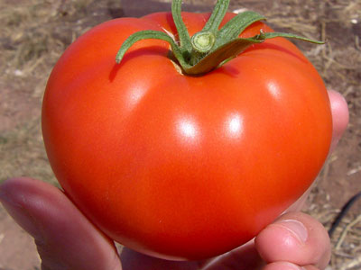 Ντομάτα η θαυματουργή…