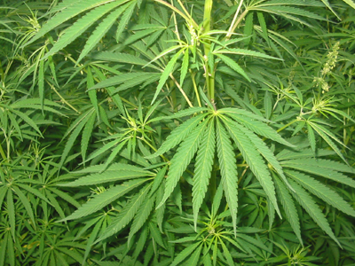 Εντοπίστηκε χασισοφυτεία στην Κάτω Ζάκρο Σητείας