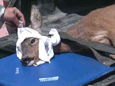 «Αγώνας δρόμου» για τη σωτηρία τραυματισμένου ζαρκαδιού