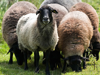 Πληθαίνουν τα κρούσματα ζωοκλοπής στην Κρήτη