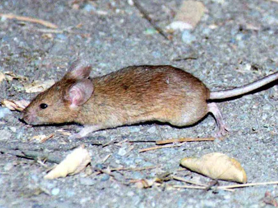 «Αποικίες» τρωκτικών στη Θεσσαλονίκη