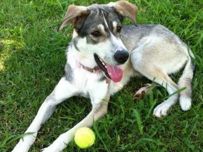 Μήπως είδατε τον Κούπερ;