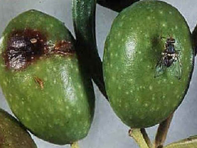 Βοήθεια για τη δακοκτονία ζητεί ο Σ.Ε.ΔΗ.Κ.