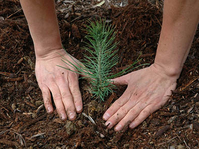 Πρωταπριλιάτικη… δενδροφύτευση στο Νομό Ηλείας