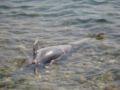 Κρήτη: Νεκρό εντοπίστηκε δελφίνι