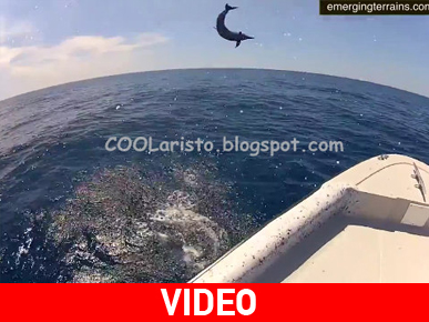 Όταν τα δελφίνια έχουν κέφια…!