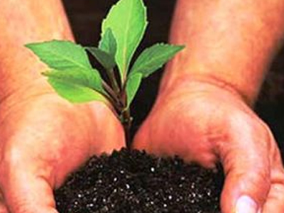 Δενδροφύτευση στη Στυλίδα