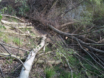 Έπεσαν δέντρα και παρασύρθηκαν σκεπές από τον αέρα Έπεσαν δέντρα και παρασύρθηκαν σκεπές από τον αέρα