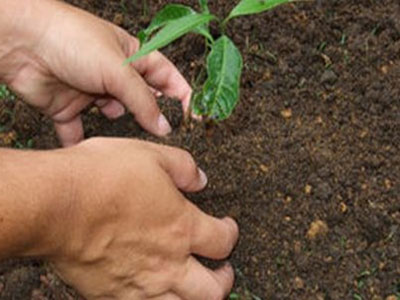 Μεγάλη εκστρατεία δενδροφύτευσης από τον Δήμο Αθηναίων