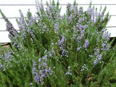 Το δεντρολίβανο θεραπεύει τα προβλήματα μνήμης