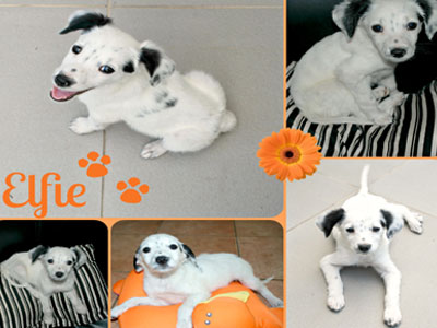 Τέσσερις σκυλίτσες ζητούν σπίτι