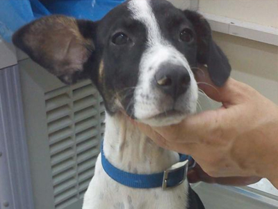 Την εγκατέλειψαν έξω από το κτηνιατρείο