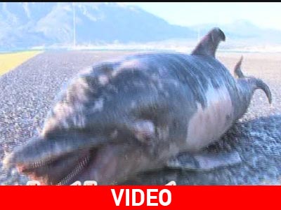 Μικρό δελφίνι εκβράστηκε νεκρό στην Κόρινθο