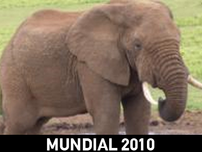 Ελέφαντας-Εθνική ΗΠΑ σημειώσατε… 1