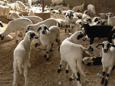 Δήλωνε «μαϊμού» πρόβατα