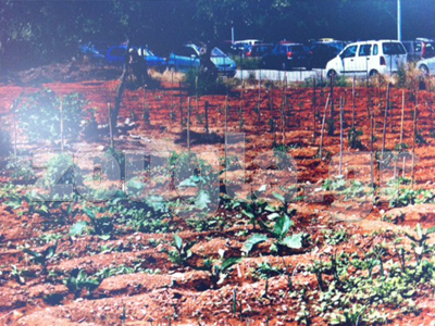 Bιολογικές καλλιέργειες στο Σισμανόγλειο