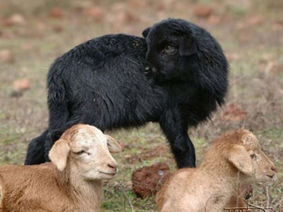 Η Μπιρμπίλη μαύρο πρόβατο