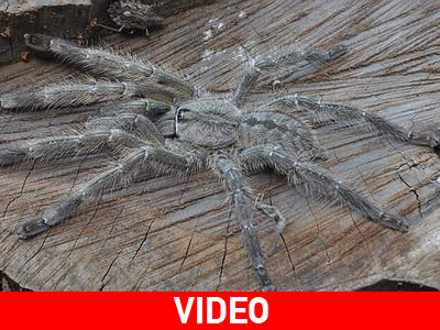 Ταραντούλα-γίγαντας εντοπίστηκε στη Σρι Λάνκα