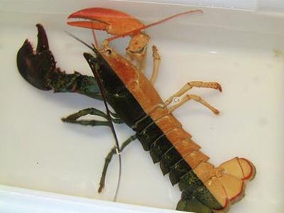 Στο πνεύμα του… Halloween ο αστακός