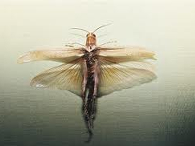 «Τραφείτε με έντομα»