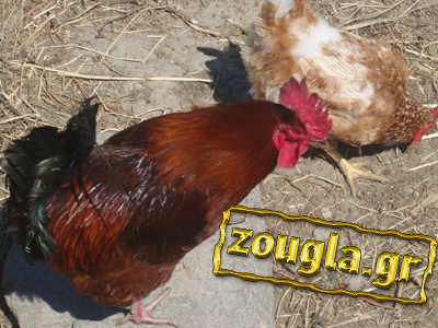 Στο ευρωπαϊκό δικαστήριο για τα… ορνιθοσκαλίσματα