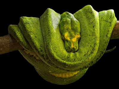 Έκθεση με φίδια από όλο τον κόσμο