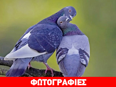 Όταν τα ζώα ερωτεύονται…