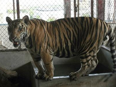 Τον συνέλαβαν επειδή είχε ως κατοικίδια… έξι τίγρεις Τον συνέλαβαν επειδή είχε ως κατοικίδια… έξι τίγρεις