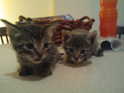 Ζητούν μόνο αγάπη!