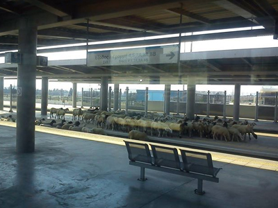 Ο σταθμός μετατράπηκε σε βοσκότοπο!