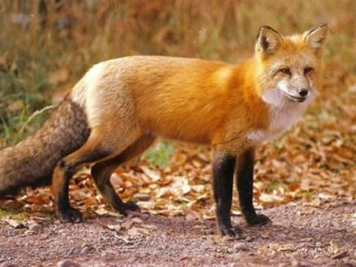 Μέτρα προστασίας από τη λύσσα