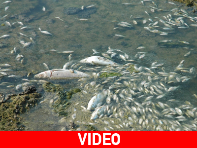 Νεκρά ψάρια στη Δράμα