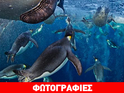 Η φωτογραφία της χρονιάς με θέμα την «Άγρια Ζωή»