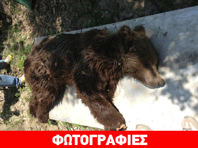 Τραυματισμένη αρκούδα στην Εγνατία Οδό