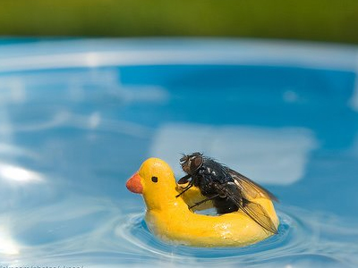 Απ’ τα γομάρια στις γομαρόμυγες ο Ροντούλης