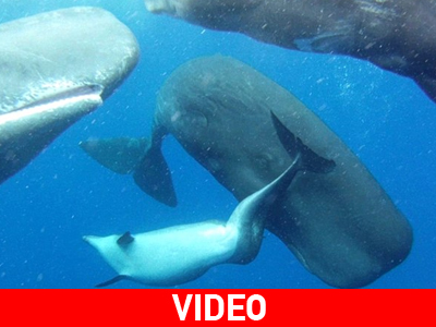 Φάλαινες «υιοθετούν» ένα δελφίνι Φάλαινες «υιοθετούν» ένα δελφίνι