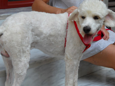 Χαρίζεται ο μικρός Πάρης